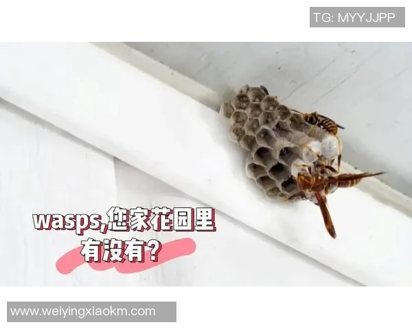 黄蜂生物特性与生态环境的研究:多样性、习性与生态角色分析 黄蜂生物特性与生态环境的研究:多样性、习性与生态角色分析